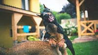 Full Euro, OFA, Embark, & AKC, a  Doberman Pinscher for sale in Anderson, SC – 5 of 10