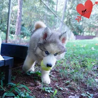 OFA & Embark Tested Parents, a female Siberian Husky for sale in Anderson, SC – 4 of 10