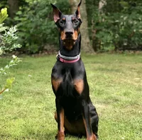 Full Euro, OFA, Embark, & AKC, a  Doberman Pinscher for sale in Anderson, SC – 8 of 10