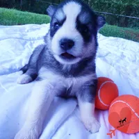 Black/white AKC OFA Embark - Azteca, a male Siberian Husky for sale in Anderson, SC – 7 of 10