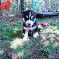 OFA & Embark Tested - Luffy, a male Siberian Husky for sale in Anderson, SC – 9 of 10