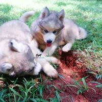 OFA & Embark Tested Parents, a female Siberian Husky for sale in Anderson, SC – 9 of 10