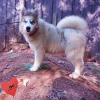 OFA & Embark Tested Parents, a female Siberian Husky for sale in Anderson, SC – 4 of 10