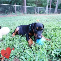AKC Euro OFA & Embark - Hahn, a male Doberman Pinscher for sale in Anderson, SC – 5 of 10