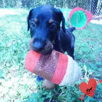 AKC Euro OFA & Embark - Sokka, a male Doberman Pinscher for sale in Anderson, SC – 6 of 10