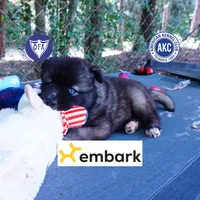 AKC Agouti Embark & OFA Parents, a female Siberian Husky for sale in Anderson, SC – 1 of 10