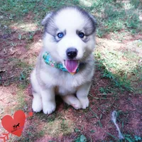 AKC OFA Embark Parents, a male Siberian Husky for sale in Anderson, SC – 6 of 10