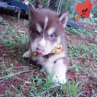 AKC OFA Brown/white, a male Siberian Husky for sale in Anderson, SC – 7 of 10