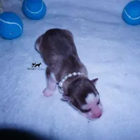 AKC OFA Red/white, a male Siberian Husky for sale in Anderson, SC – 2 of 6