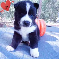 Phoenix - AKC, a female Siberian Husky for sale in Anderson, SC – 2 of 10