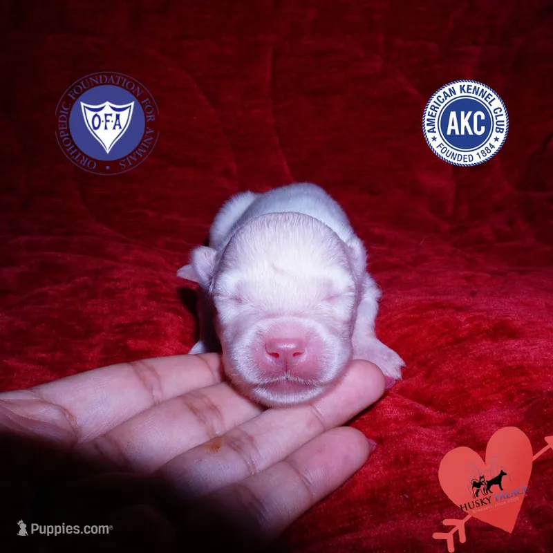 White AKC OFA – Siberian Husky puppy for sale in Anderson, SC
