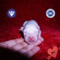 White AKC OFA, a male Siberian Husky for sale in Anderson, SC – 1 of 5