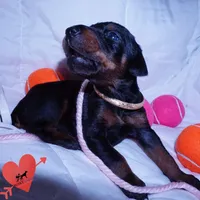 Champion & Full Euro AKC, a female Doberman Pinscher for sale in Anderson, SC – 7 of 10