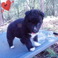 Solid Black - Rogue, a female Siberian Husky for sale in Anderson, SC – 6 of 10