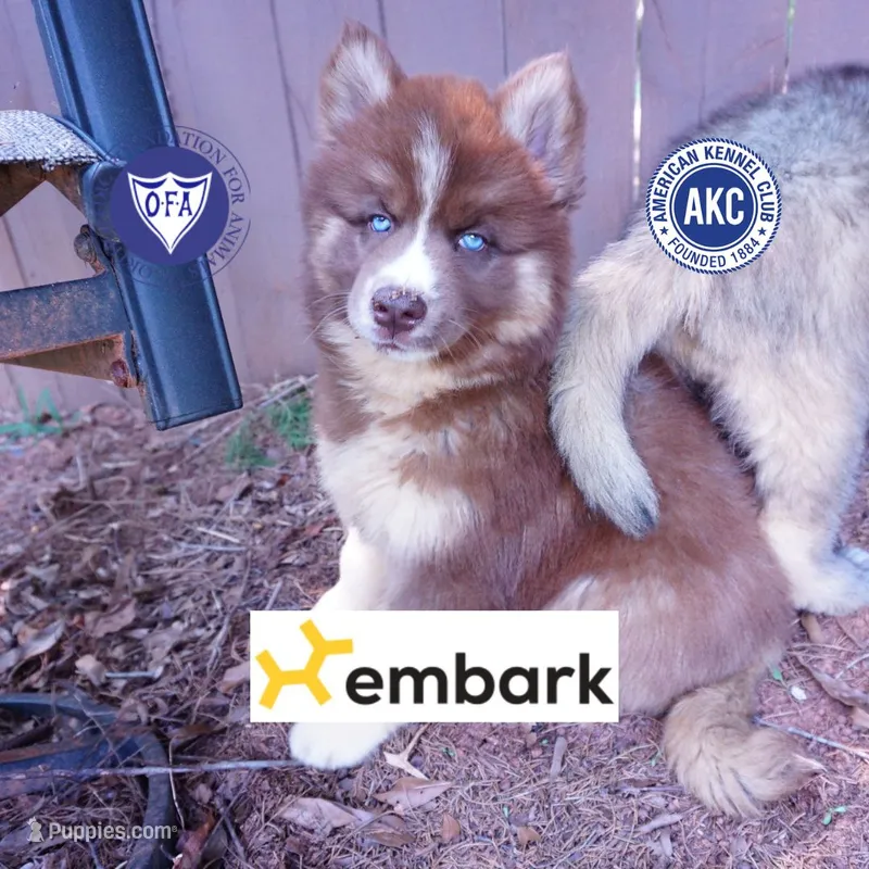 Embark & OFA Tested Parents – Siberian Husky puppy for sale in Anderson, SC