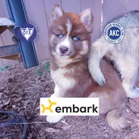 Embark & OFA Tested Parents, a male Siberian Husky for sale in Anderson, SC – 1 of 10