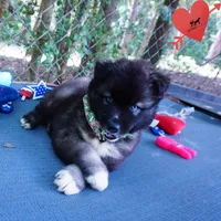 AKC Agouti Embark & OFA Parents, a female Siberian Husky for sale in Anderson, SC – 4 of 10