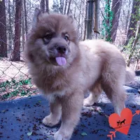 AKC Brown/white OFA Embark, a male Siberian Husky for sale in Anderson, SC – Photo 2 of 10