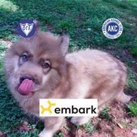 AKC Brown/white OFA Embark, a male Siberian Husky for sale in Anderson, SC – Photo 1 of 10