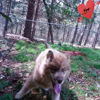 AKC Brown/white OFA Embark, a male Siberian Husky for sale in Anderson, SC – Photo 4 of 10