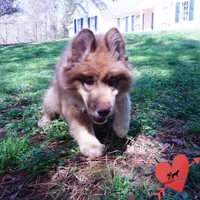 AKC Brown/white OFA Embark, a male Siberian Husky for sale in Anderson, SC – Photo 6 of 10