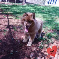 AKC Brown/white OFA Embark, a male Siberian Husky for sale in Anderson, SC – Photo 8 of 10