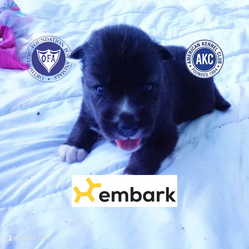 Agouti OFA, AKC, & Embark – Siberian Husky puppy on hold in Anderson, SC