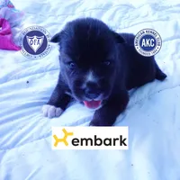 Agouti OFA, AKC, & Embark, a female Siberian Husky for sale in Anderson, SC – 1 of 10