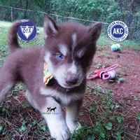 AKC OFA Brown/white, a male Siberian Husky for sale in Anderson, SC – 1 of 10