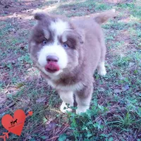 AKC & OFA Poseidon, a male Siberian Husky for sale in Anderson, SC – 7 of 10