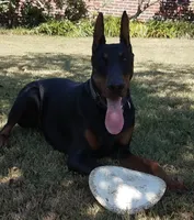 Health Tested - European, a  Doberman Pinscher for sale in Anderson, SC – 6 of 10