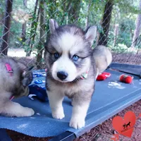OFA & Embark Tested Parents, a male Siberian Husky for sale in Anderson, SC – 5 of 10