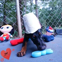 Ears Cropped - 100% Euro, a female Doberman Pinscher for sale in Anderson, SC – 4 of 10