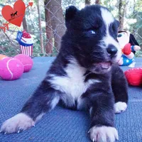 Agouti OFA AKC & Embark - Vivi, a female Siberian Husky for sale in Anderson, SC – 9 of 10