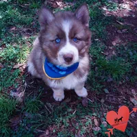 Brown/white AKC, a male Siberian Husky for sale in Anderson, SC – Photo 8 of 10