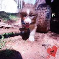 Brown/white AKC, a male Siberian Husky for sale in Anderson, SC – Photo 4 of 10