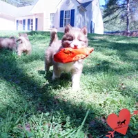 Brown/white AKC, a male Siberian Husky for sale in Anderson, SC – Photo 6 of 10