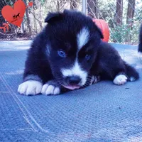 Health Tested Parents - Cyclops, a male Siberian Husky for sale in Anderson, SC – 6 of 10