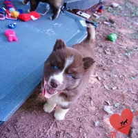 Embark & OFA Tested Parents, a male Siberian Husky for sale in Anderson, SC – 7 of 10