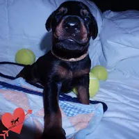 AKC Euro OFA & Embark - Sokka, a male Doberman Pinscher for sale in Anderson, SC – 8 of 10