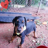 AKC Euro OFA & Embark - Huu, a male Doberman Pinscher for sale in Anderson, SC – 4 of 10