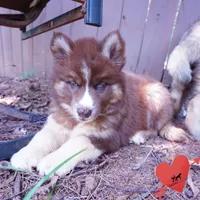 Embark & OFA Tested Parents, a male Siberian Husky for sale in Anderson, SC – 8 of 10