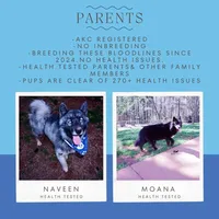 Iceman - Black/white, a male Siberian Husky for sale in Anderson, SC – 4 of 10