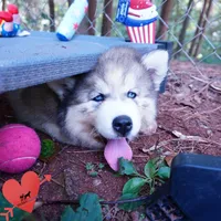 Embark, AKC, & OFA, a female Siberian Husky for sale in Anderson, SC – 8 of 10