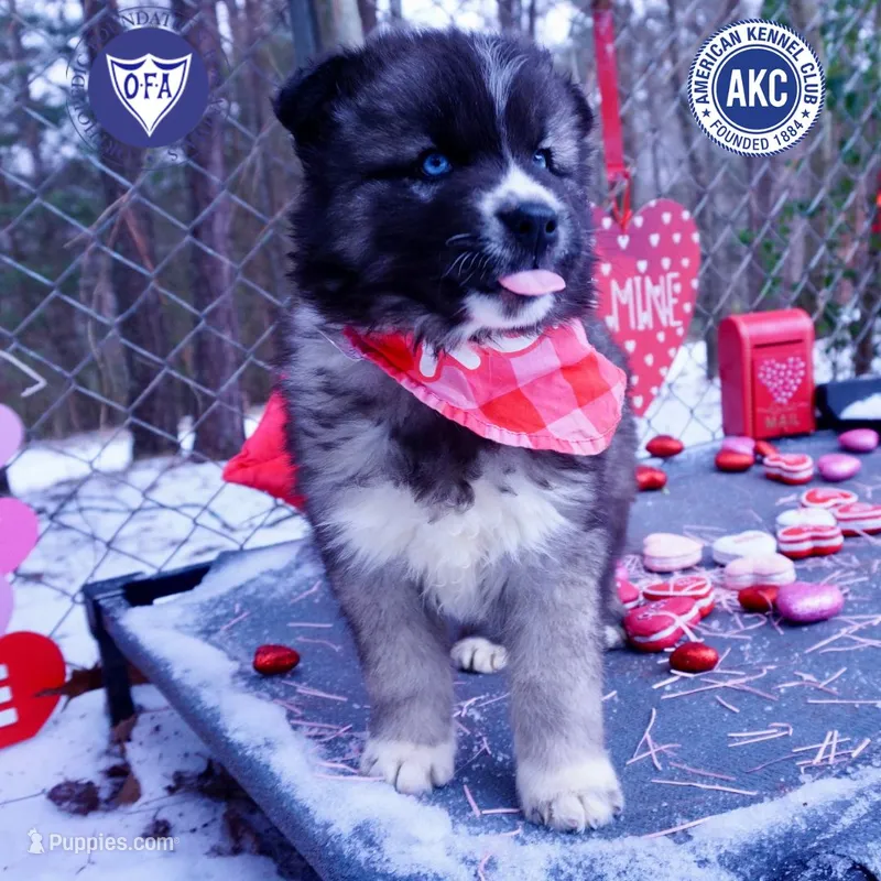 Agouti AKC Parti-eye