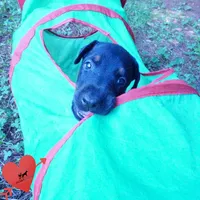 Champion & Full Euro AKC, a female Doberman Pinscher for sale in Anderson, SC – 2 of 10
