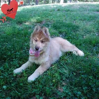 Brown/white AKC Embark OFA, a female Siberian Husky for sale in Anderson, SC – Photo 4 of 10