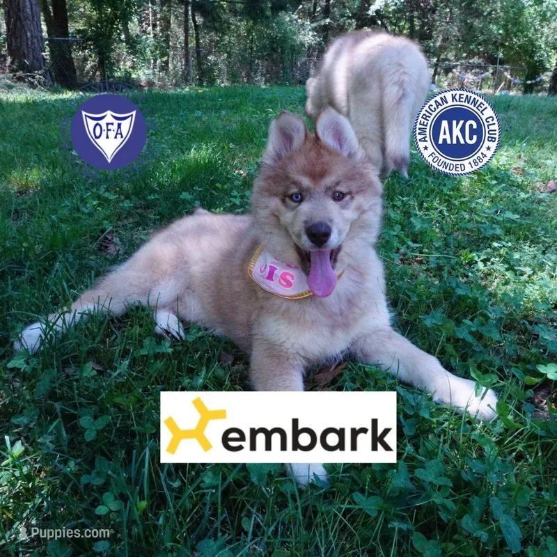 Brown/white AKC Embark OFA – Siberian Husky puppy for sale in Anderson, SC