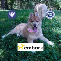 Brown/white AKC Embark OFA, a female Siberian Husky for sale in Anderson, SC – Photo 1 of 10