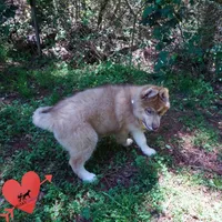 Brown/white AKC Embark OFA, a female Siberian Husky for sale in Anderson, SC – Photo 8 of 10